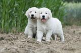 GOLDEN RETRIEVER 630